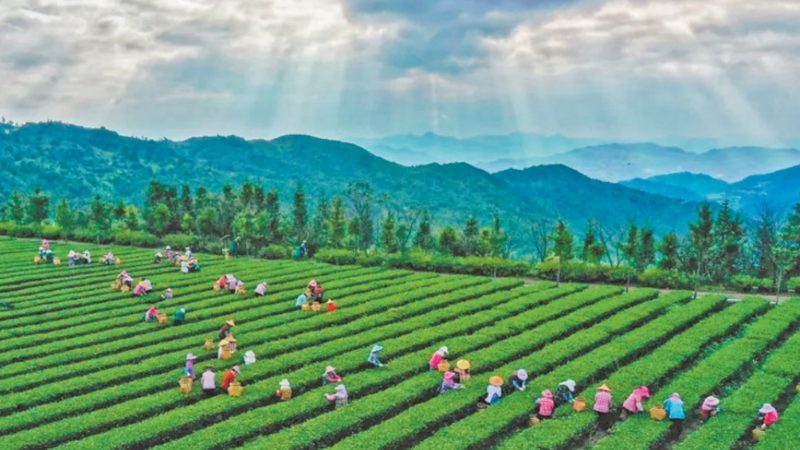 蔬菜种子农药套餐：如何科学选择，确保种植效益？**