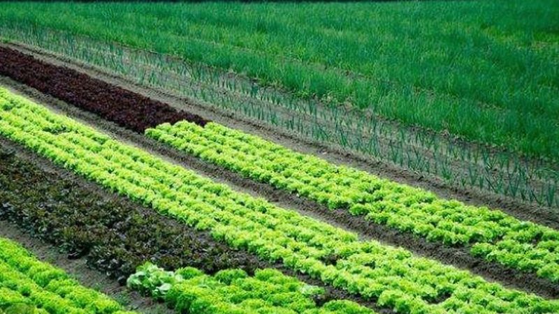 绿色食品定制礼盒报价