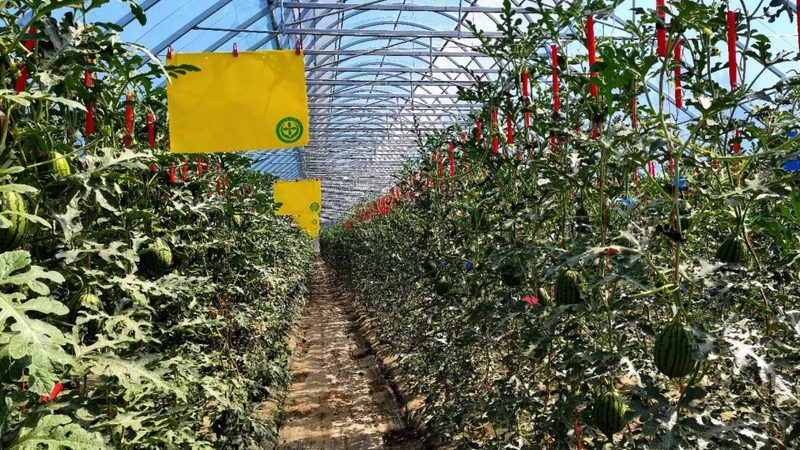 新疆水果种植：气候条件与成本考量
